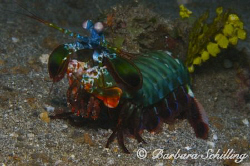 Mantis Shrimp coming a tat too close to my lens ;-) by Barbara Schilling 